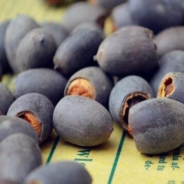 Lotus Bloom Harmony Set - 10 livfulla bonsailotusfrön för fantastiska vattenträdgårdar MILA Sverige