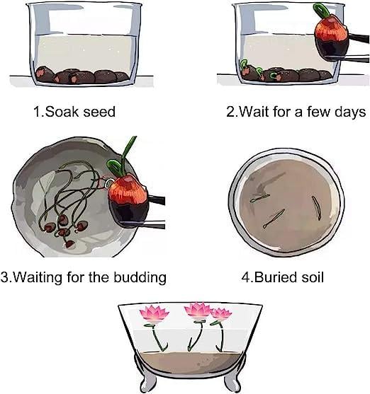 Lotus Bloom Harmony Set - 10 livfulla bonsailotusfrön för fantastiska vattenträdgårdar MILA Sverige