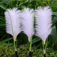 Carvallo – Dekorativ solenergi korgträdgår belysning med naturlig elegans Carvallo