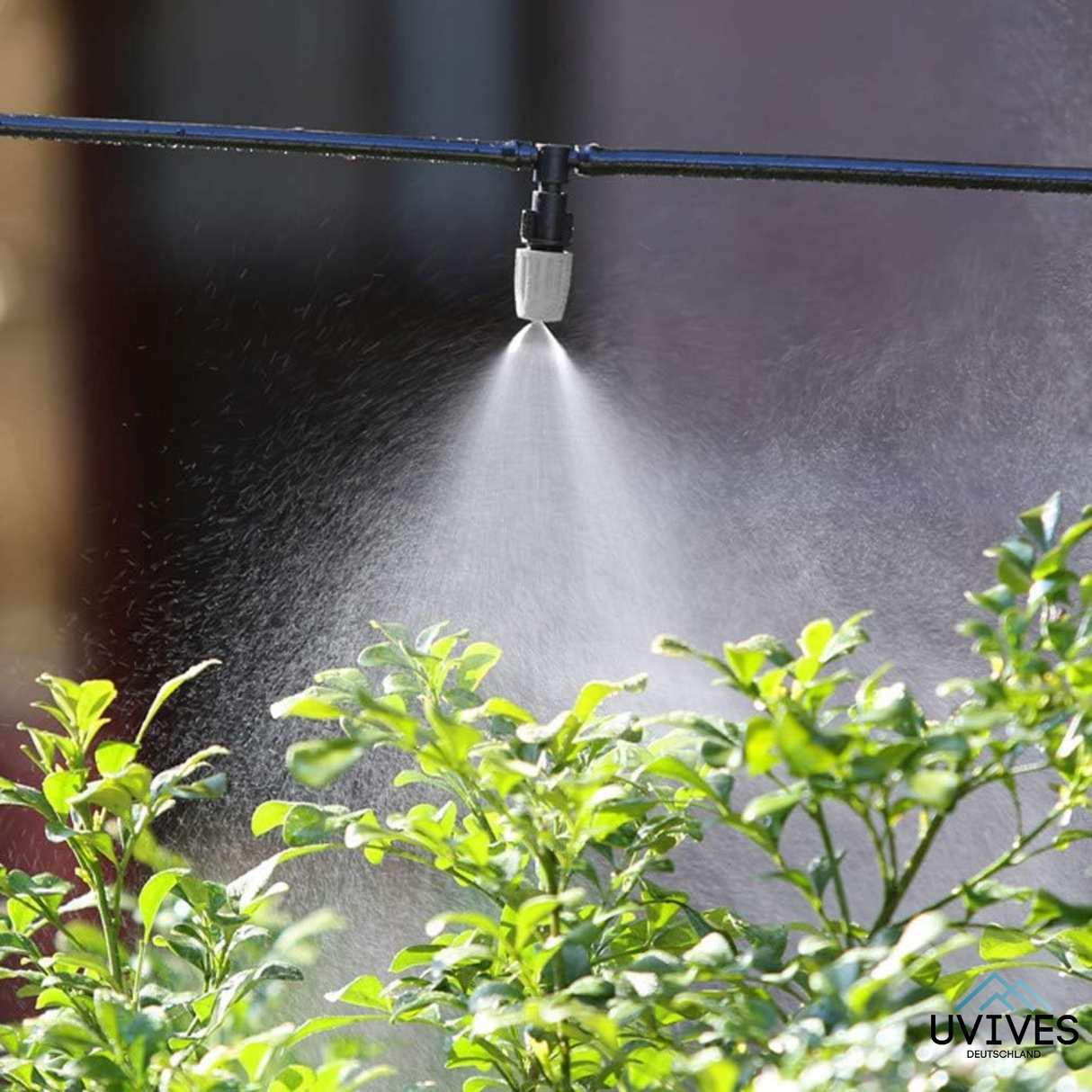 Carvallo Pro – Maximal avkastning med minimal ansträngning (20-pack) Carvallo