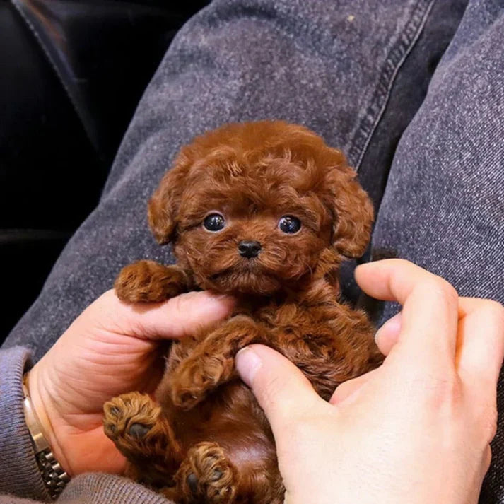 RoboDog™ | Realistisk robothund Carvallo