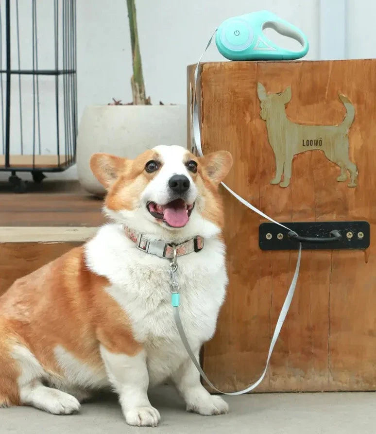 Automatisk förlängbar LED-djurselkoppel-Animals-bellasverige-Hemnix