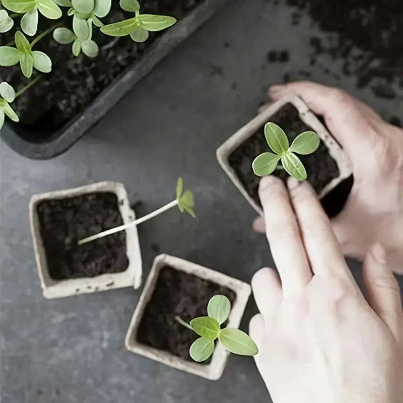 Carvallo Bio-odlingstöppar | 100 stycken | 5,99 cm | Biologiskt nedbrytbara & med dräneringshål | För grönsaker, örter & blommor Carvallo
