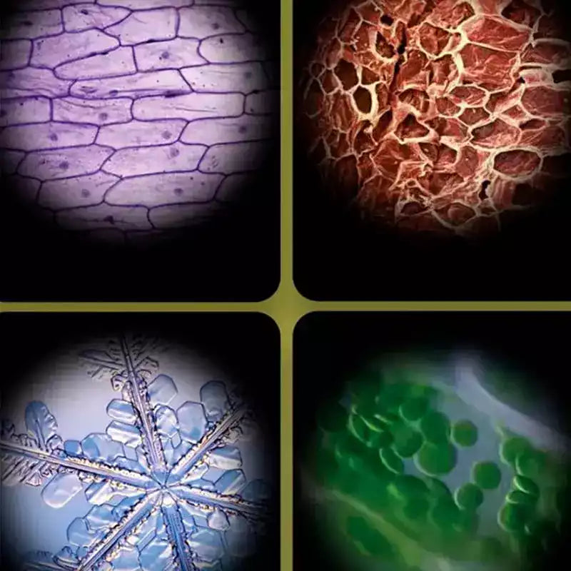 Carvallo – Stora upptäckter i fickformat. Carvallo