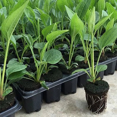 Rektangulär växtskål – såddskål för effektiv groning och tillväxt av plantor Carvallo