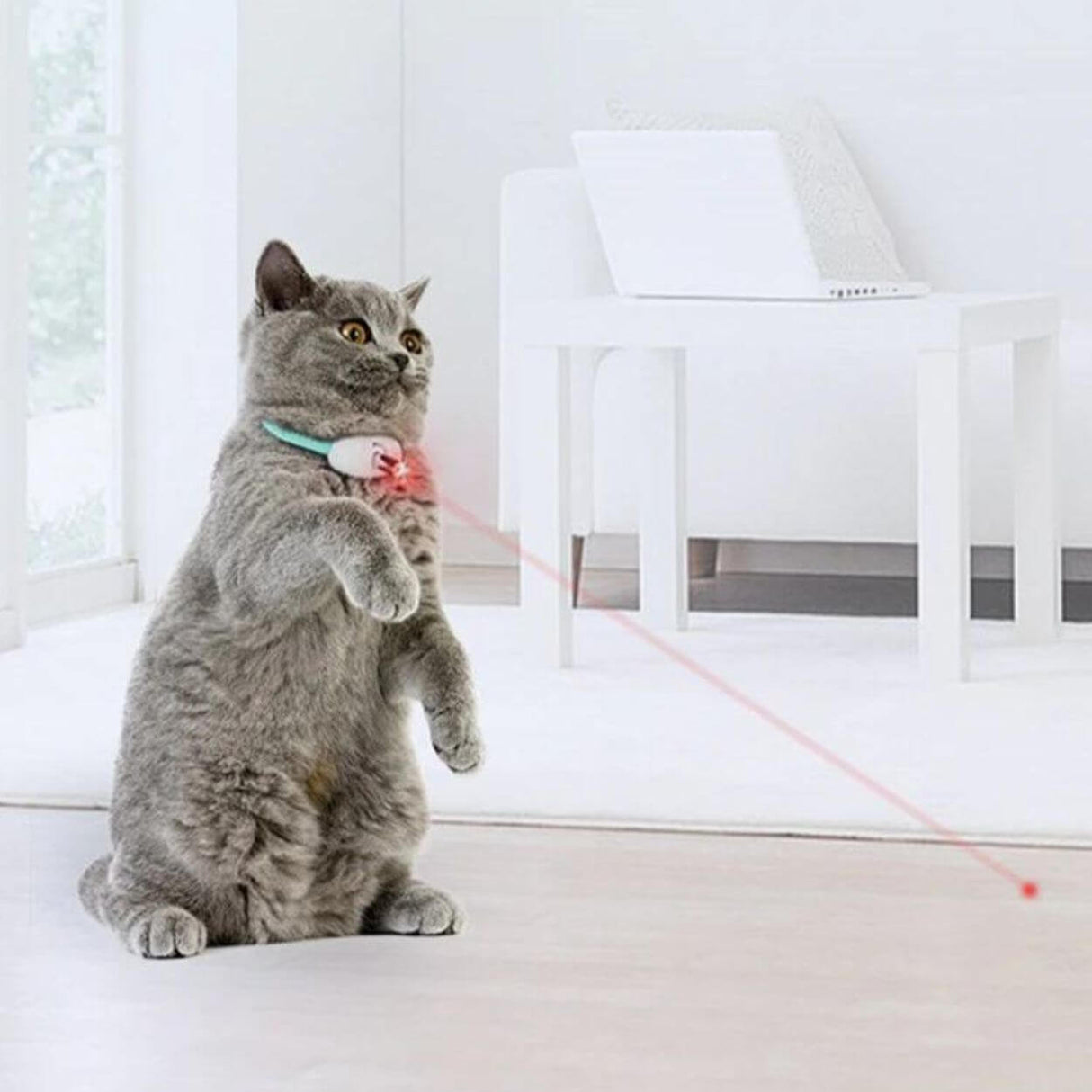 Laser Tease Kattkrage bellasverige