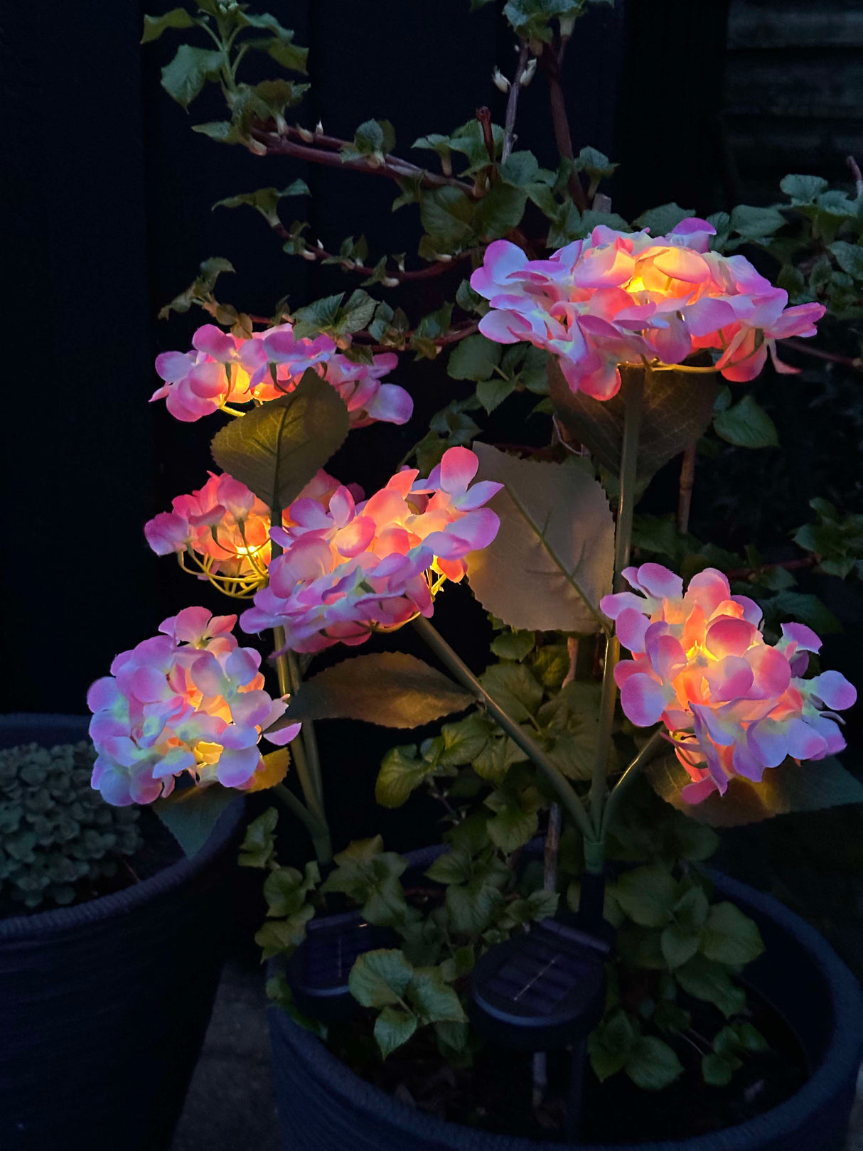 Carvallo – Din trädgård börjar lysa! Carvallo