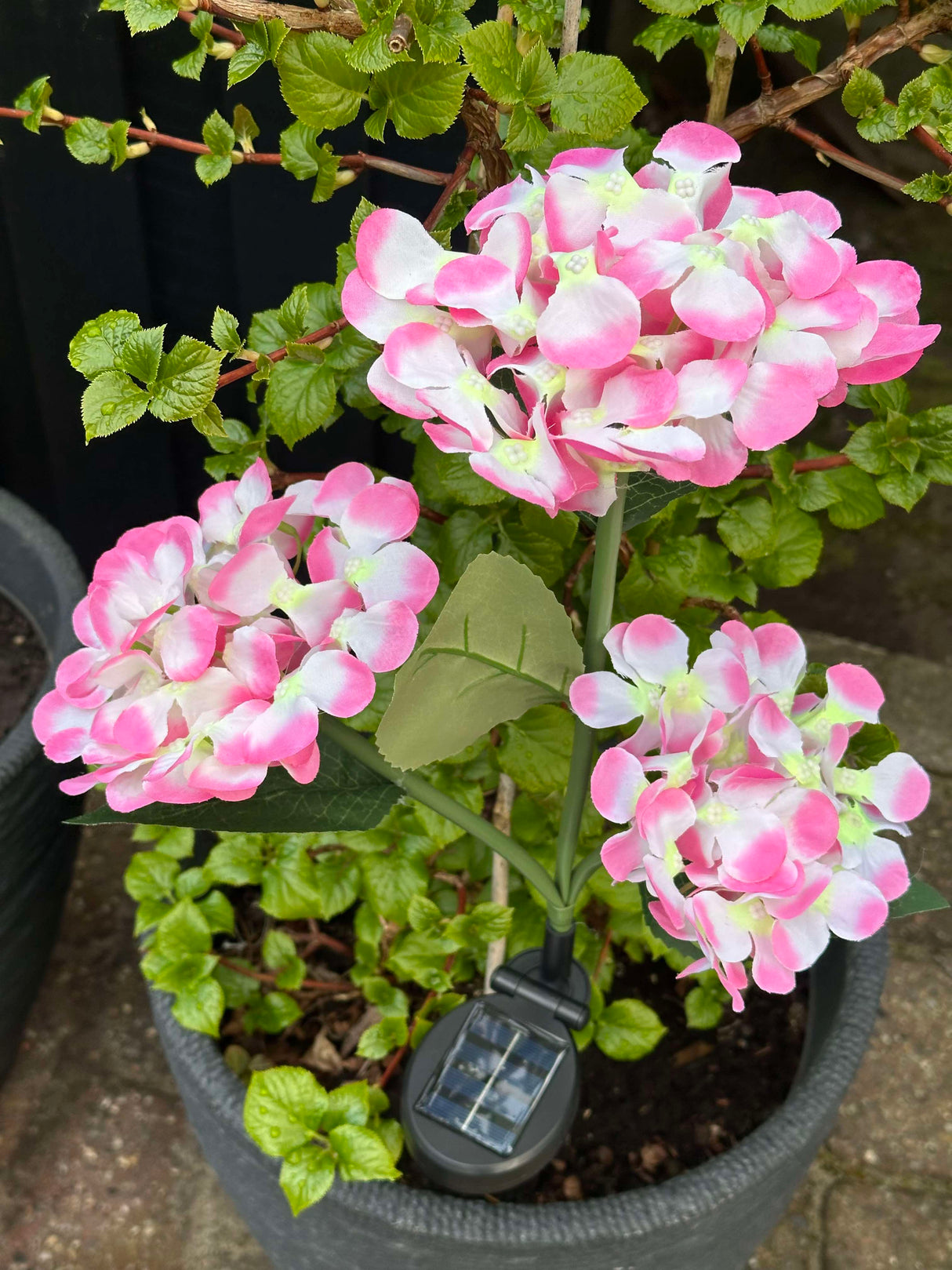 Carvallo – Din trädgård börjar lysa! Carvallo