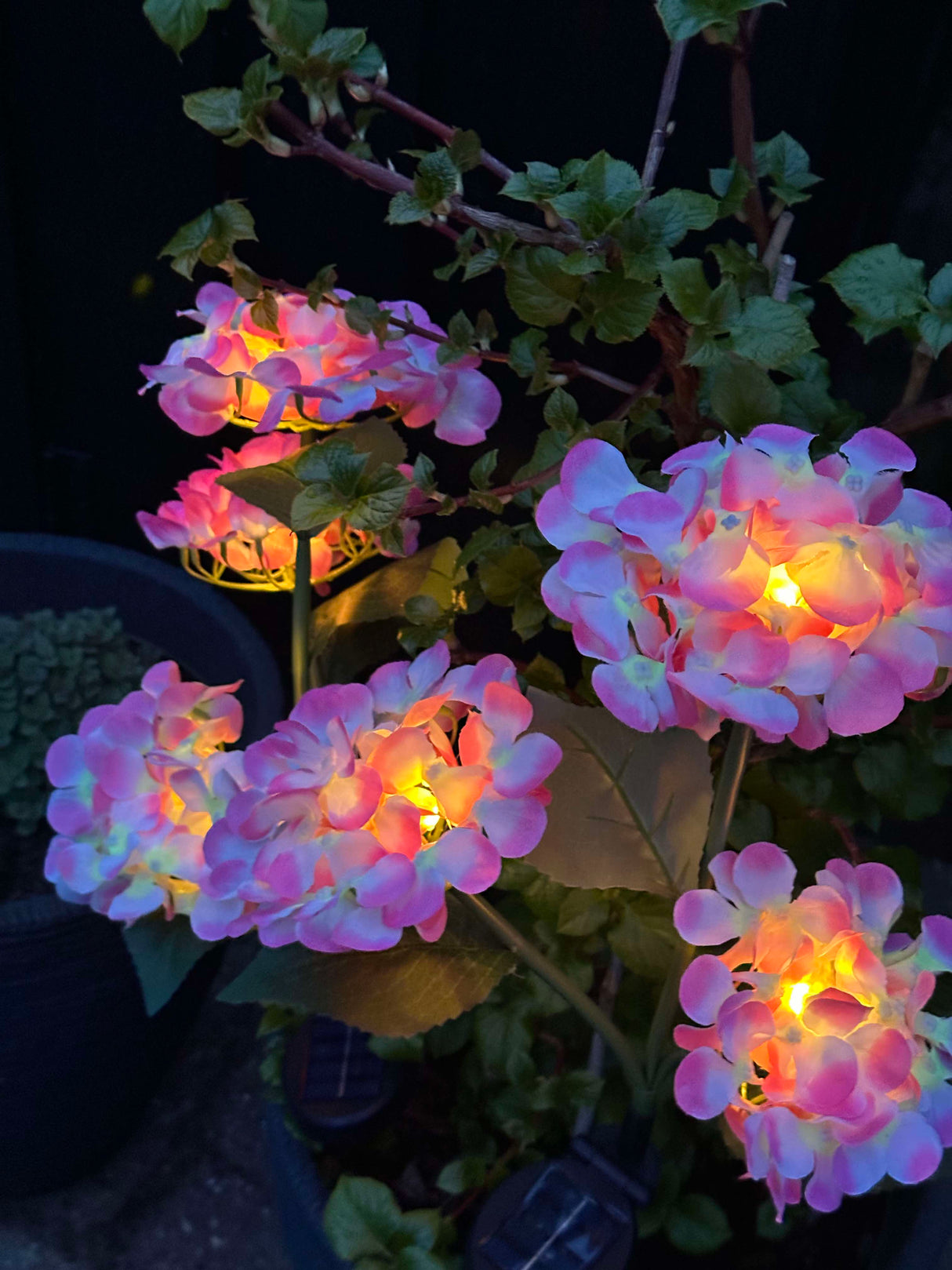 Carvallo – Din trädgård börjar lysa! Carvallo