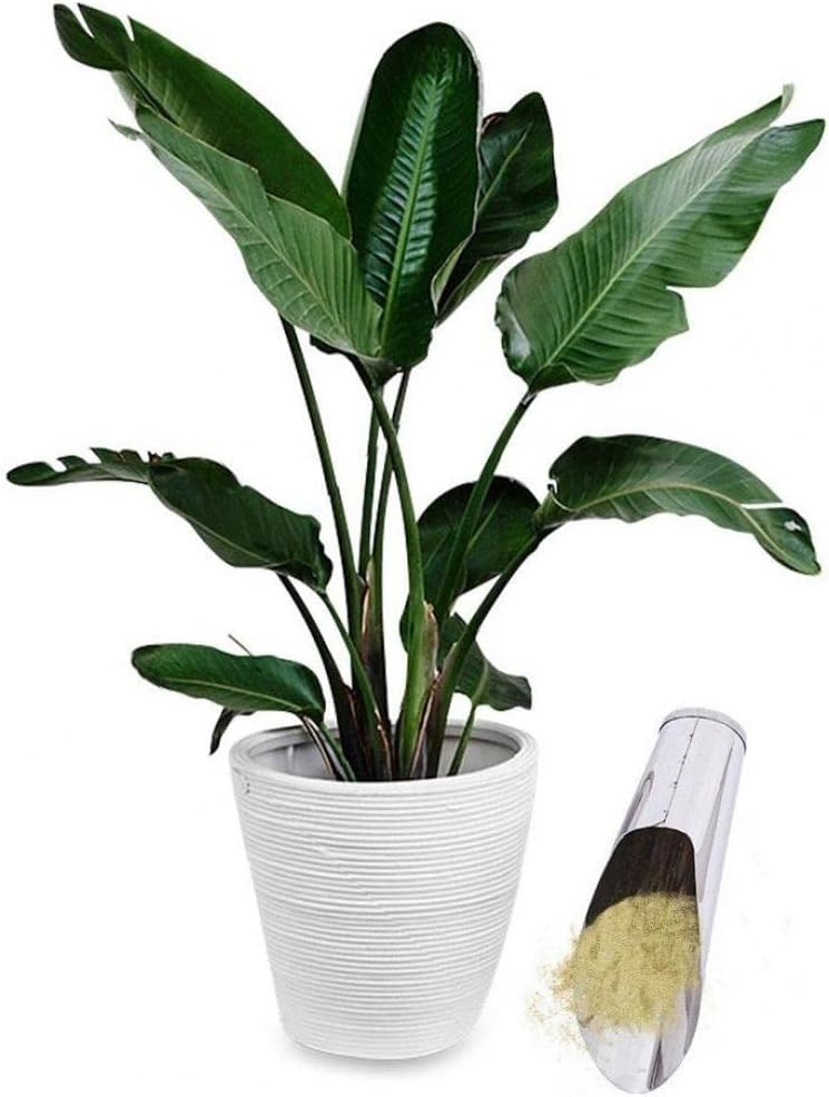 Rostfritt stålspade för blomjord – Robust planteringsspade för trädgård och balkong Carvallo