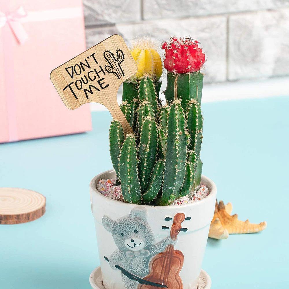 Carvallo – Växtskyltar av bambu för trädgård & dekoration Carvallo