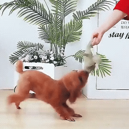 Hund Tugga Legetoy Plysch Hållbar Squeaky Djur Carvallo