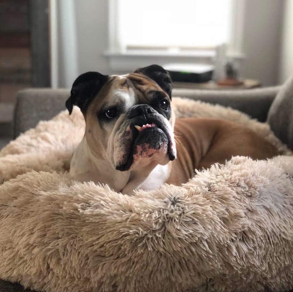 Ortopedisk Plush Donut Hundsäng Carvallo