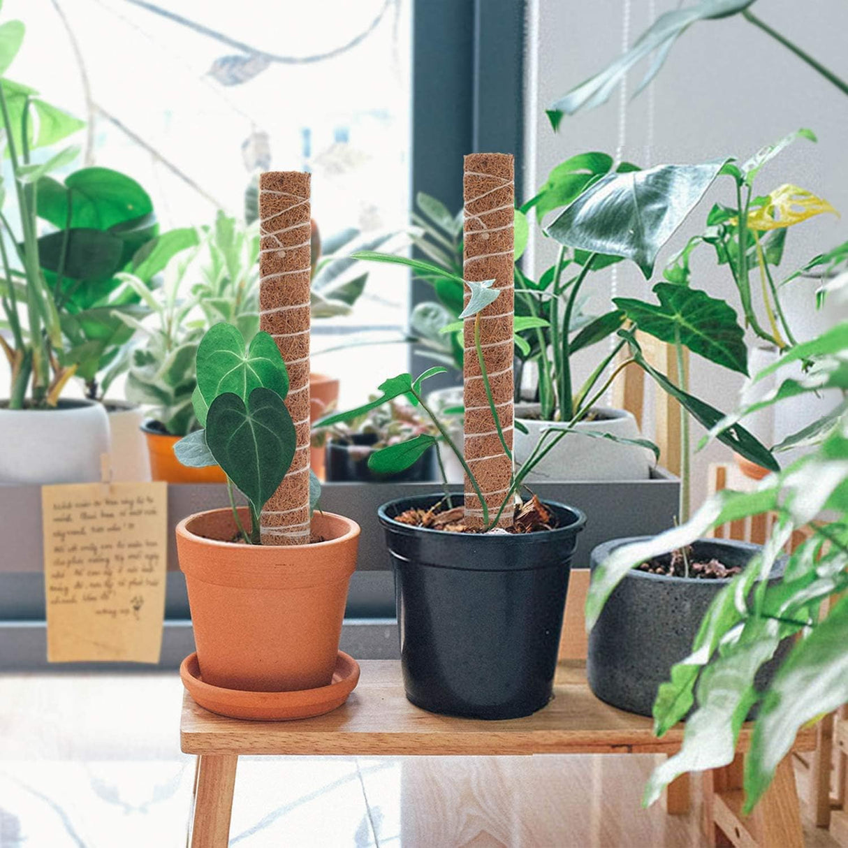 Kokosmoss Stativ för klätterväxter – Naturligt stöd för inomhusväxter och trädgård Carvallo