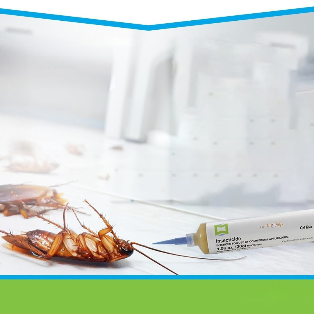 Pest Control Gel Säker Inomhus Kackerlacka Döda Carvallo