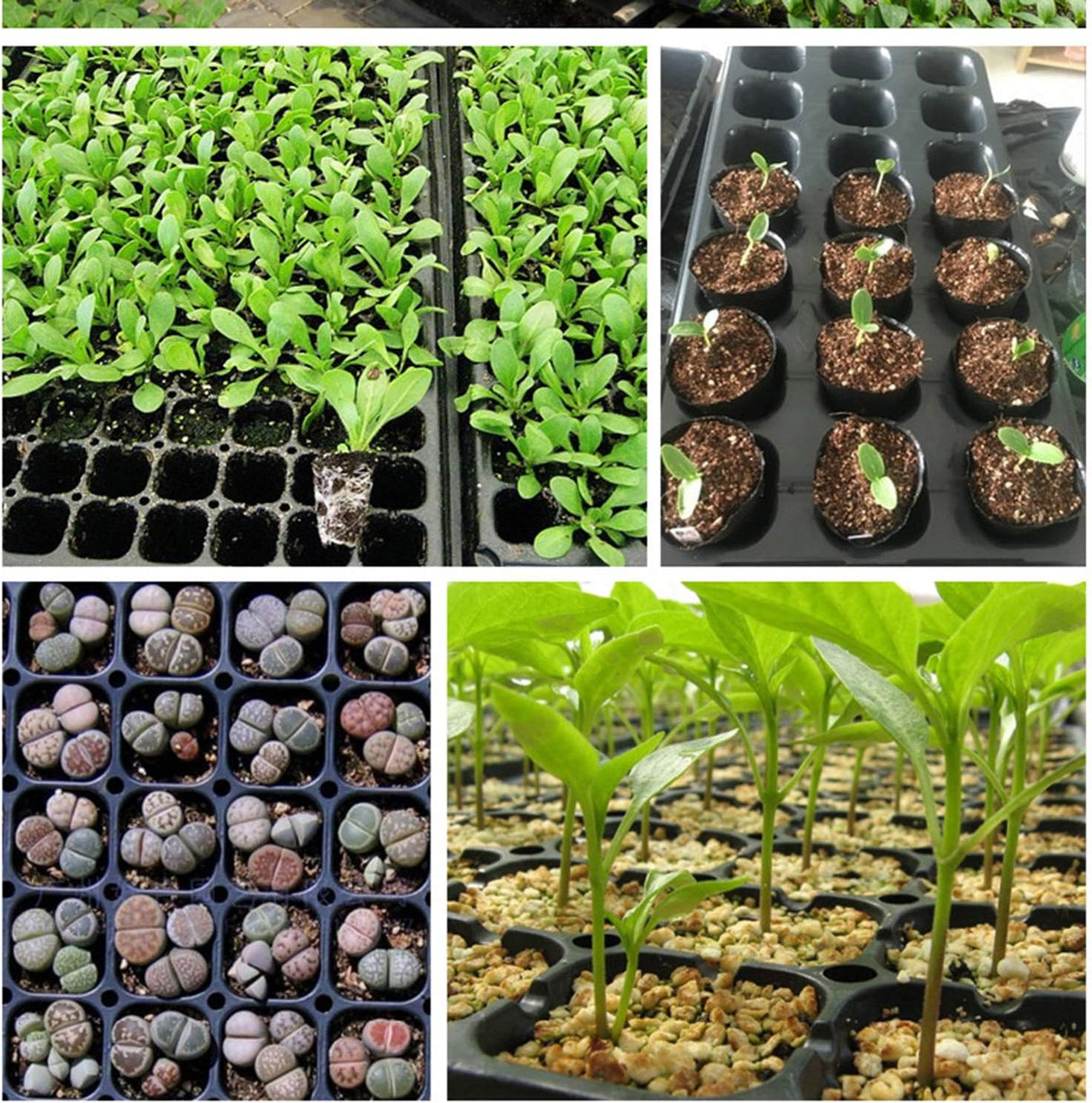 Rektangulär växtskål – såddskål för effektiv groning och tillväxt av plantor Carvallo