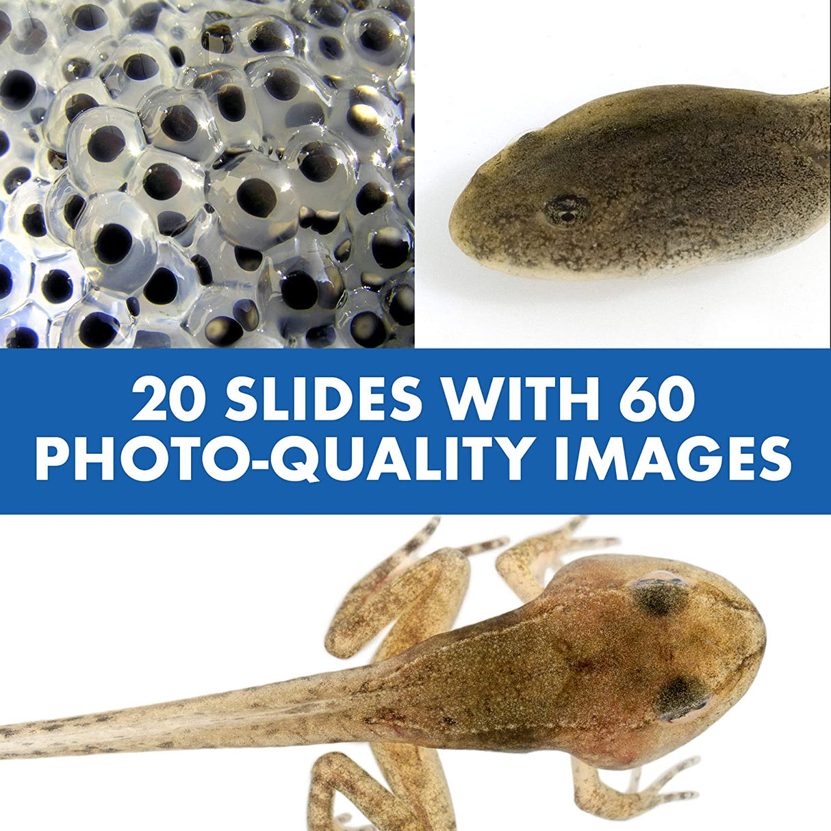 Mikroskop Lek för Barn med Pratande Funktion Carvallo