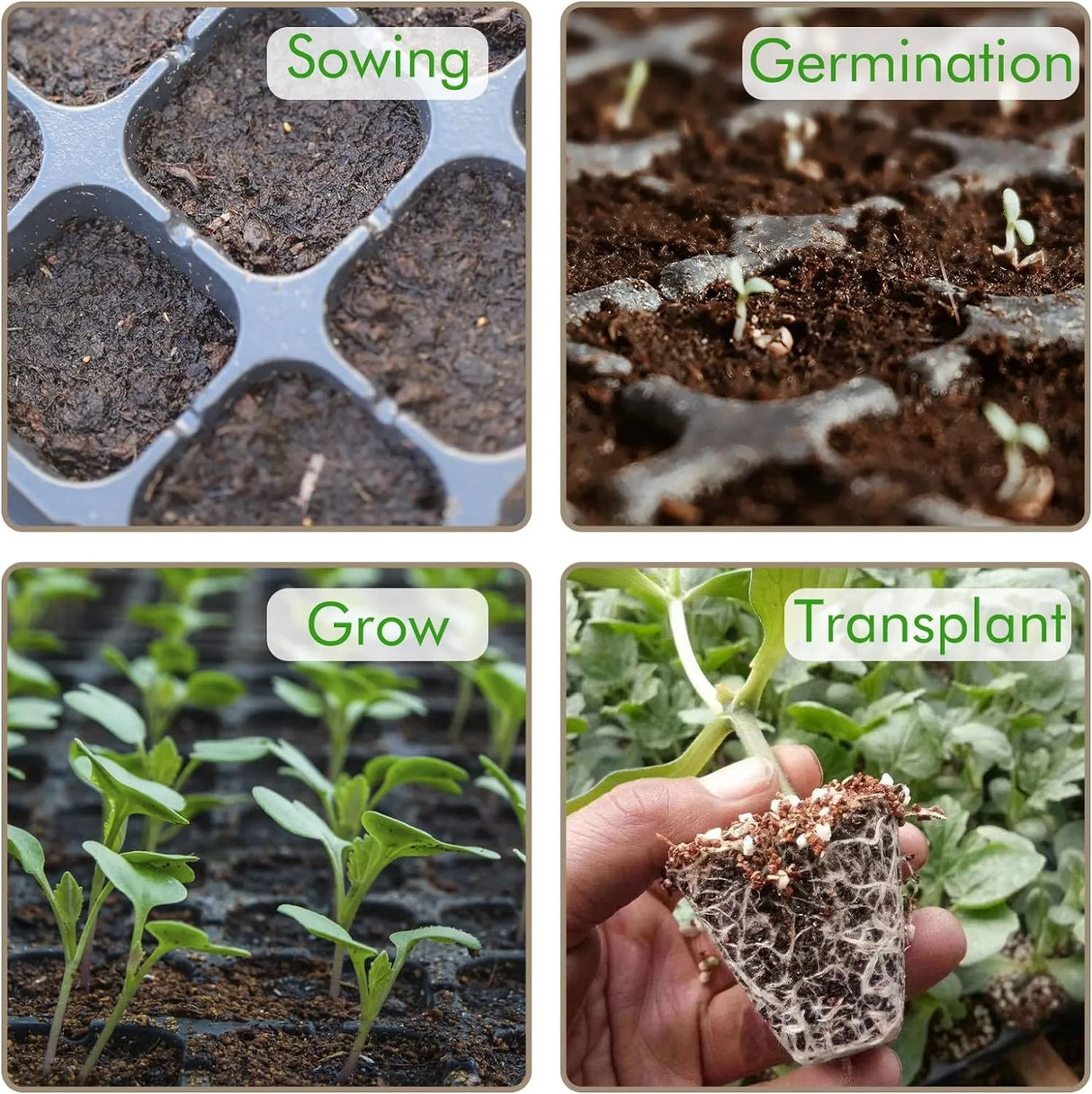 Rektangulär växtskål – såddskål för effektiv groning och tillväxt av plantor Carvallo