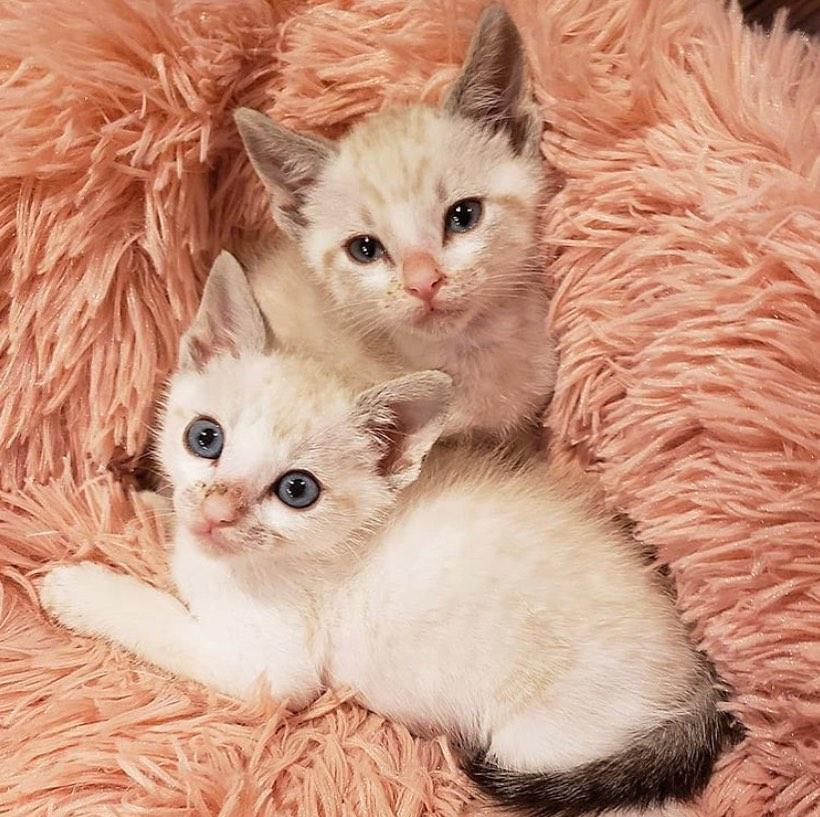 Cloud7® Mysig och lugnande kattsäng-Hemnix-Hemnix