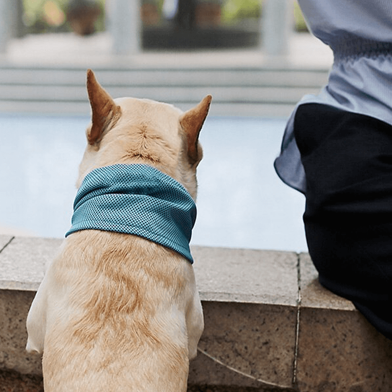 Svalkande Kylkrage För Husdjur-Husdjur-BB-Hemnix