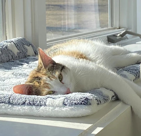 Petfilt Mjuk Fleece Tvättbar Möbel Skydd Carvallo