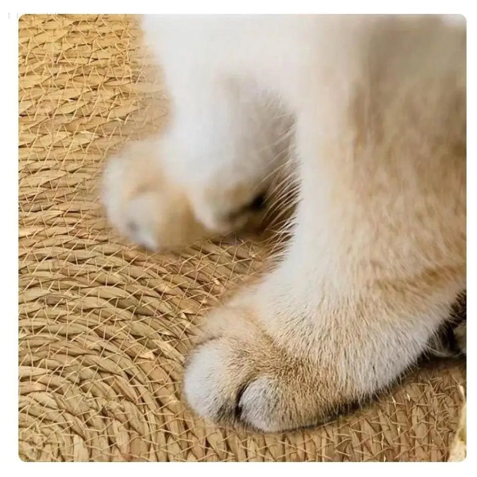 Cloud Nest - Supermjuka och Mysiga Kattkorgar Carvallo