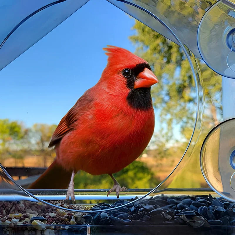 Carvallo – Transparent fönsterfågelmatare med bricka och sugförmåga Carvallo