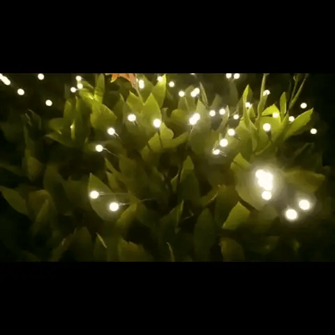 Luxora Solar Firefly Lights – Dekorativ LED Utomhusbelysning för en Varm & Lekfull Glöd Carvallo