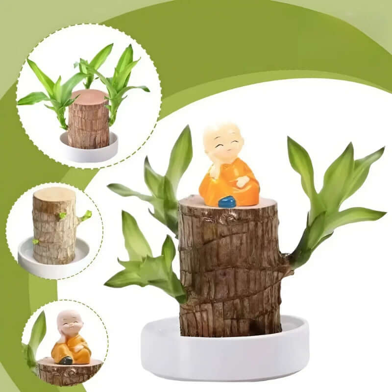 Royallure Lucky Brazilian Wood Plant – Låg underhåll luft renande inomhus växt Carvallo