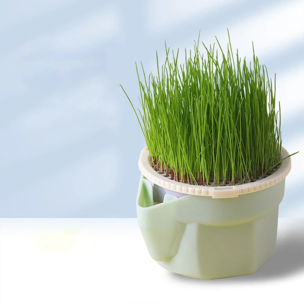 Carvallo Keimschale | Cat Grass Plant Cup | Made of food-safe PP | For wheatgrass, beans & more | Without soil Carvallo