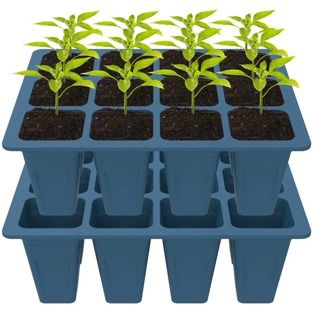 Carvallo Silikon | BPA-free & Reusable | 12 Cells with Drainage | 2-Pack in Black or Dark Green Carvallo