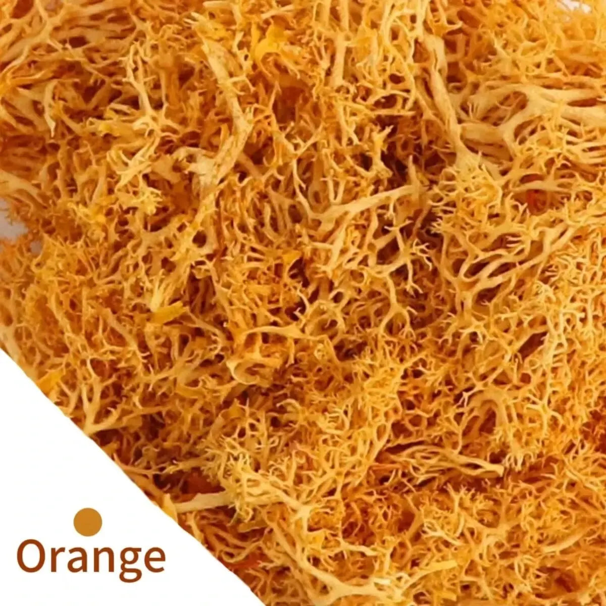 Carvallo Konstgjord mossa Dekogräs | 20 g / 40 g / 100 g | För DIY, miniatyrträdgårdar & hemtillbehör | Eviggrön & underhållsfri Carvallo