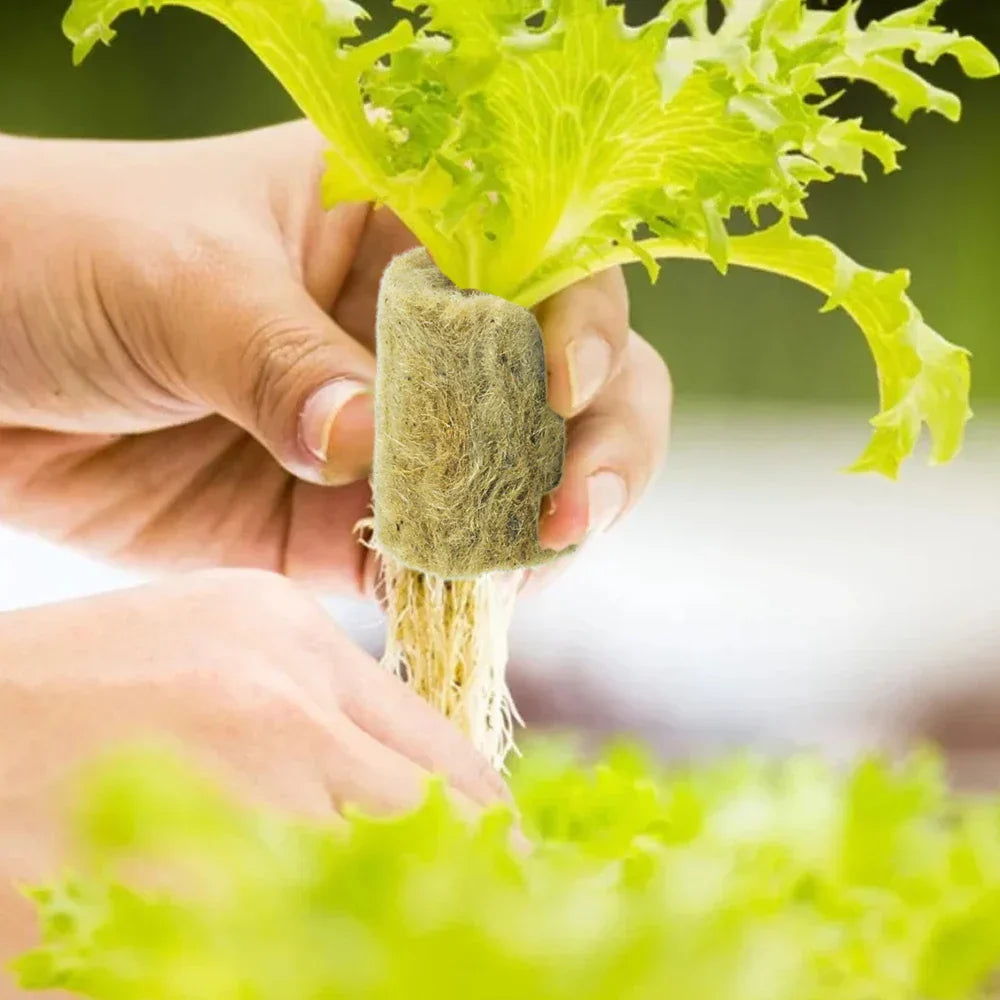 Carvallo Rootify StonePlugs | Stenullsubstrat för sticklingar & hydroponik | 10–200 stycken | Ø 2 × 2,7 cm Carvallo