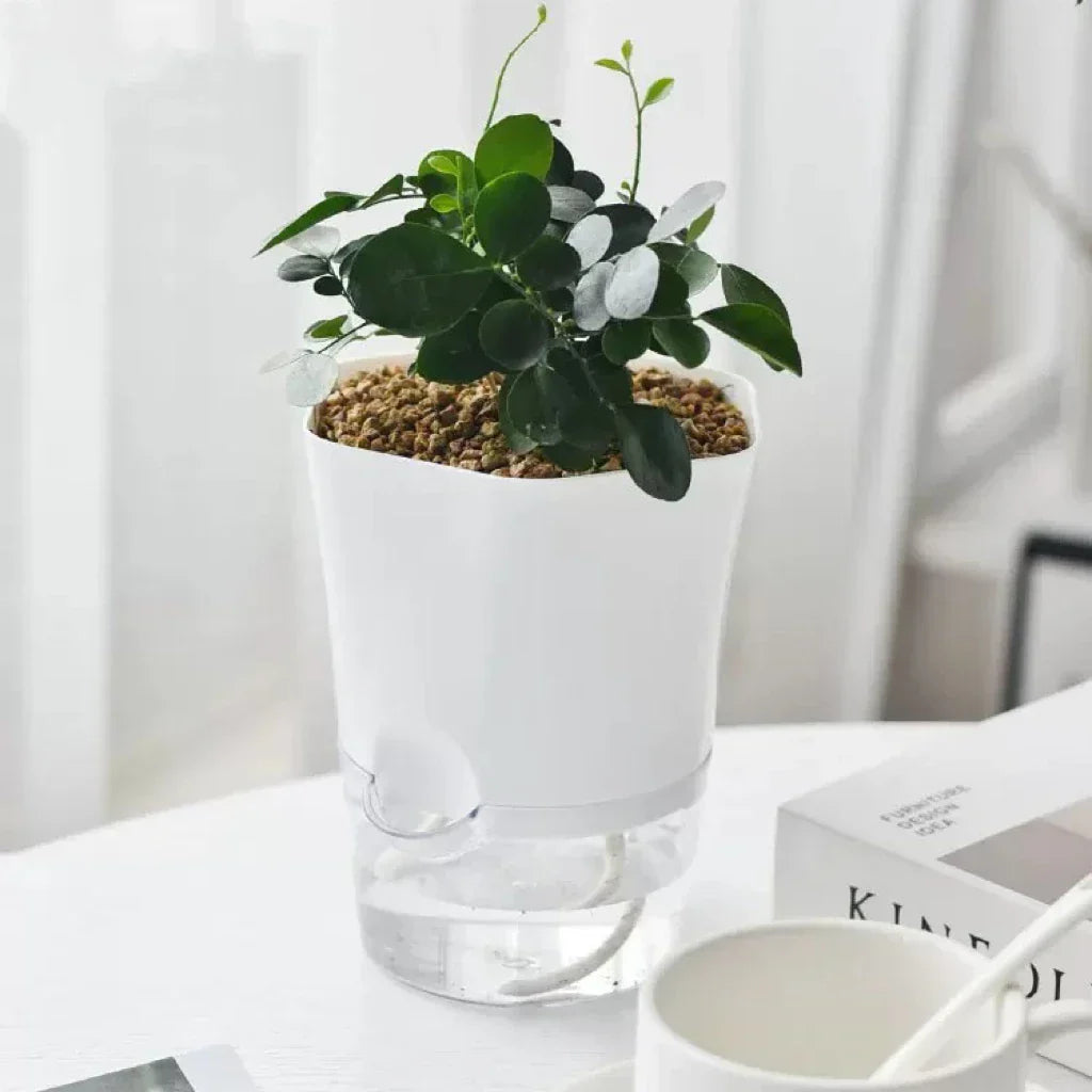 Carvallo Klarsicht | Självvattnande blomkruka | För suckulenter & inomhusväxter | Transparent plast Carvallo