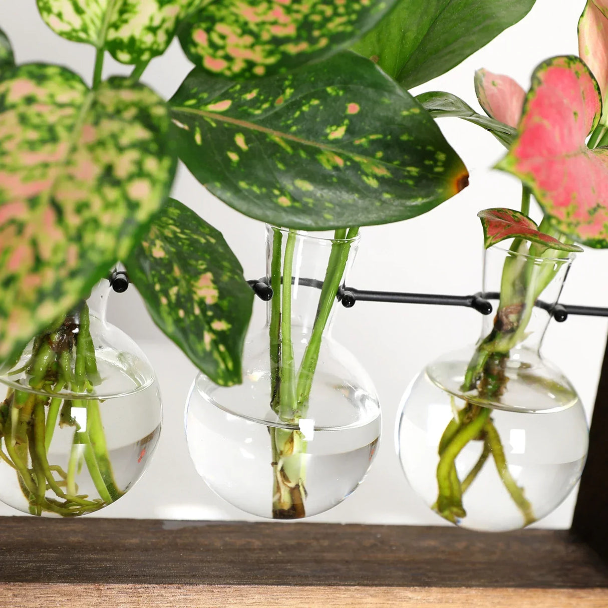 Carvallo – Vintage Trä Växtförökningsställ för Stiliga Blomsterarrangemang Carvallo