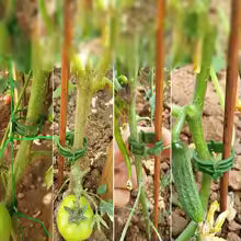 Carvallo växtklipp 100 stycken | Återanvändbar & Snabbkoppling | För tomater, gurkor & klätterväxter | Ø 2,5 cm Carvallo