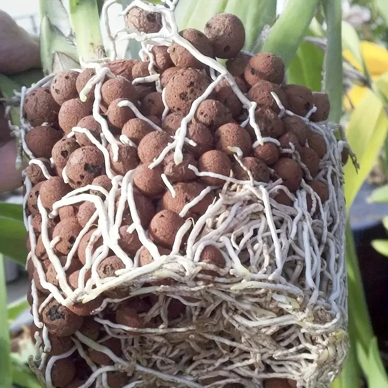 Carvallo Blähton Kulor | Organisk & Återanvändbar | För dränering & Hydroponik Carvallo