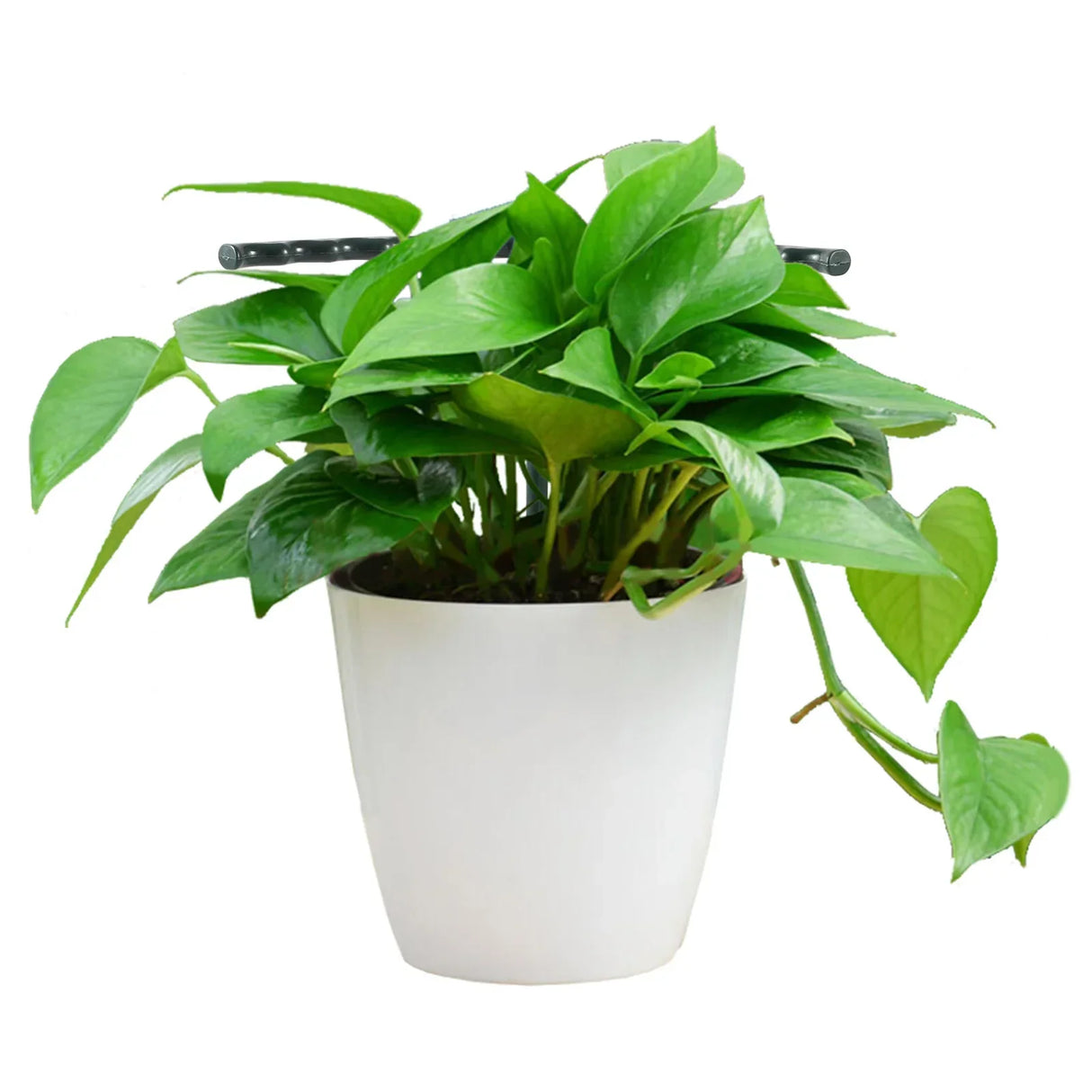 Klattersupport för växter – Robust hållare med burdesign för tillväxt och stabilitet Carvallo