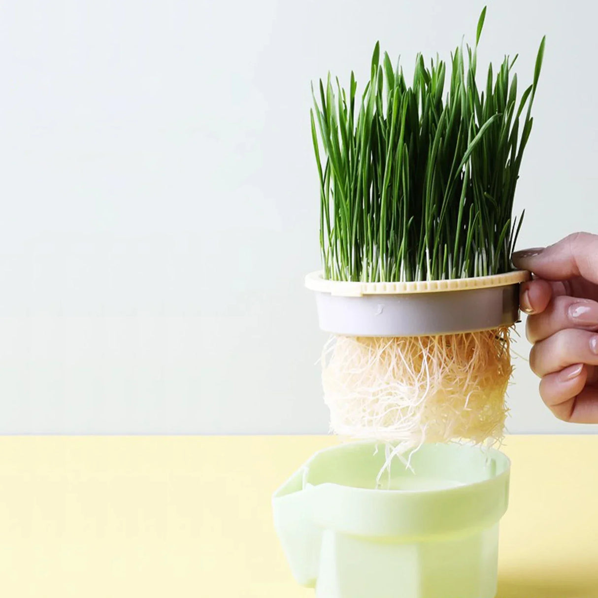 Carvallo Keimschale | Cat Grass Plant Cup | Made of food-safe PP | For wheatgrass, beans & more | Without soil Carvallo