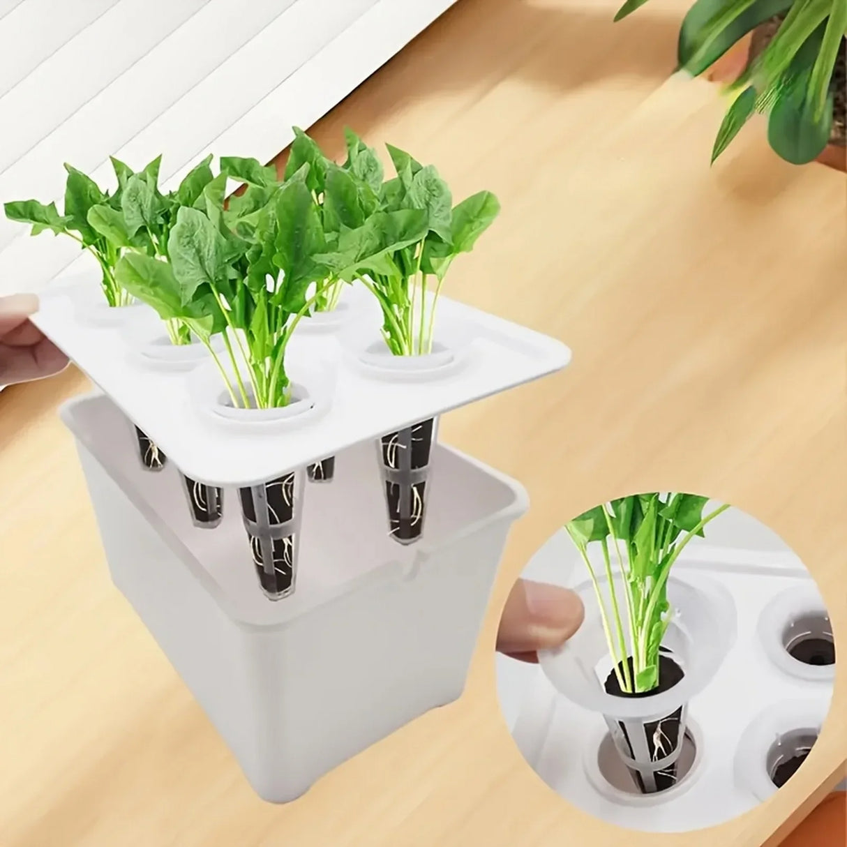 Carvallo Indoor-Grow-Set Hydroponiskt växtsystem för inomhusbruk | Självvattnande mini-växthus | 12×18×10,5 cm | För örter & sticklingar Carvallo