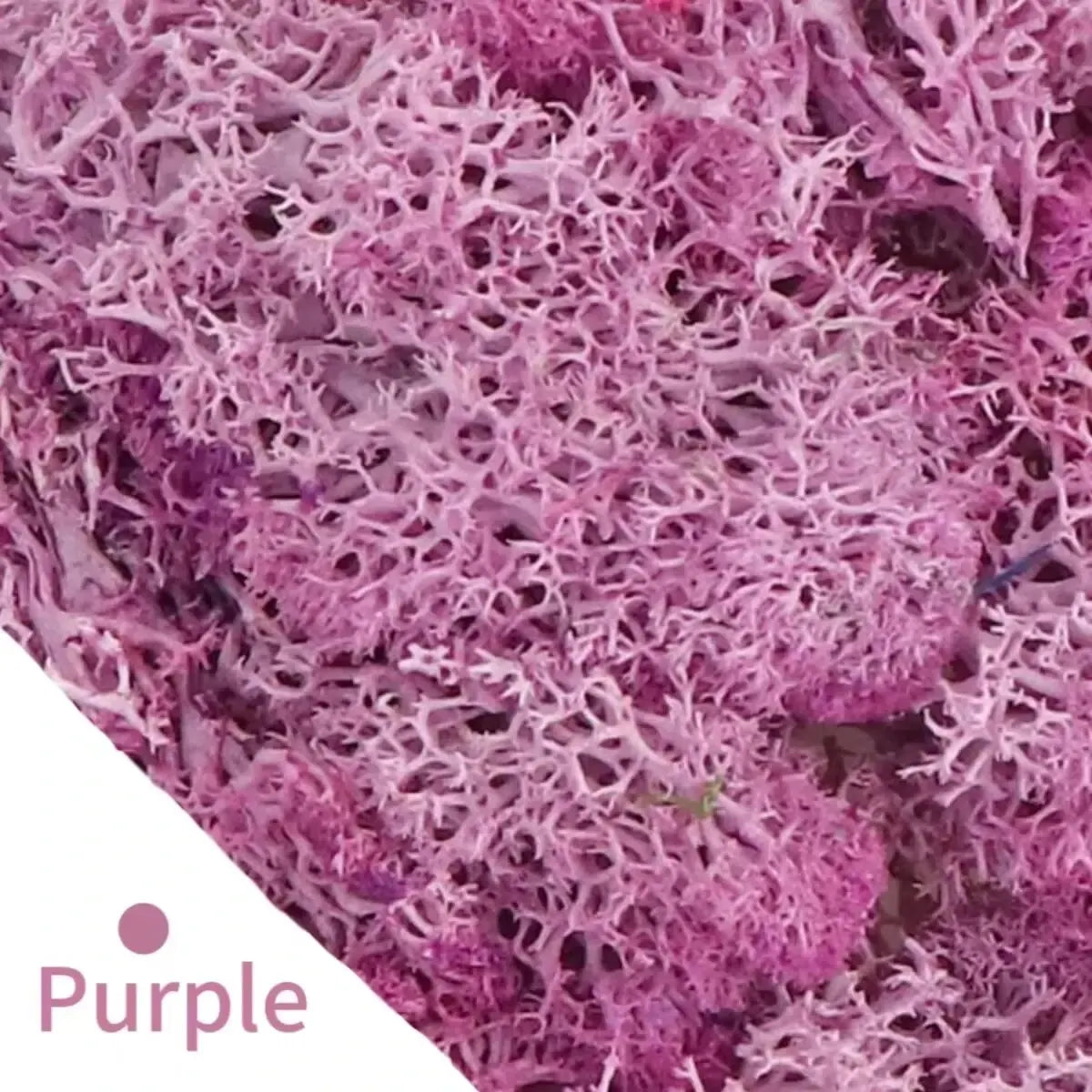 Carvallo Konstgjord mossa Dekogräs | 20 g / 40 g / 100 g | För DIY, miniatyrträdgårdar & hemtillbehör | Eviggrön & underhållsfri Carvallo