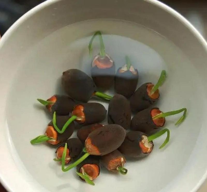 Lotus Bloom Harmony Set - 10 livfulla bonsailotusfrön för fantastiska vattenträdgårdar MILA Sverige