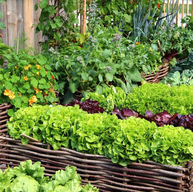 Växtnäringslösning-Garden-Bellasverige-Hemnix