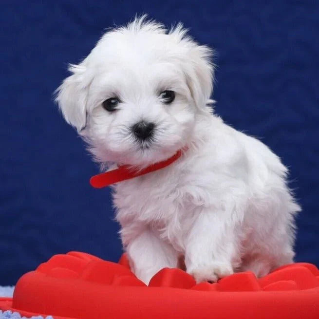 RoboDog™ | Realistisk robothund Carvallo