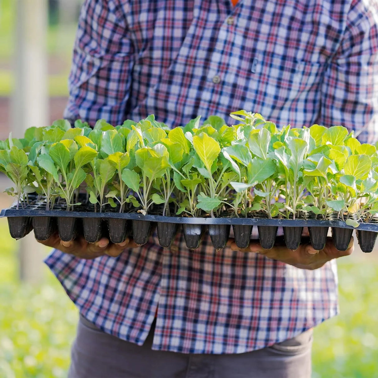 Rektangulär växtskål – såddskål för effektiv groning och tillväxt av plantor Carvallo