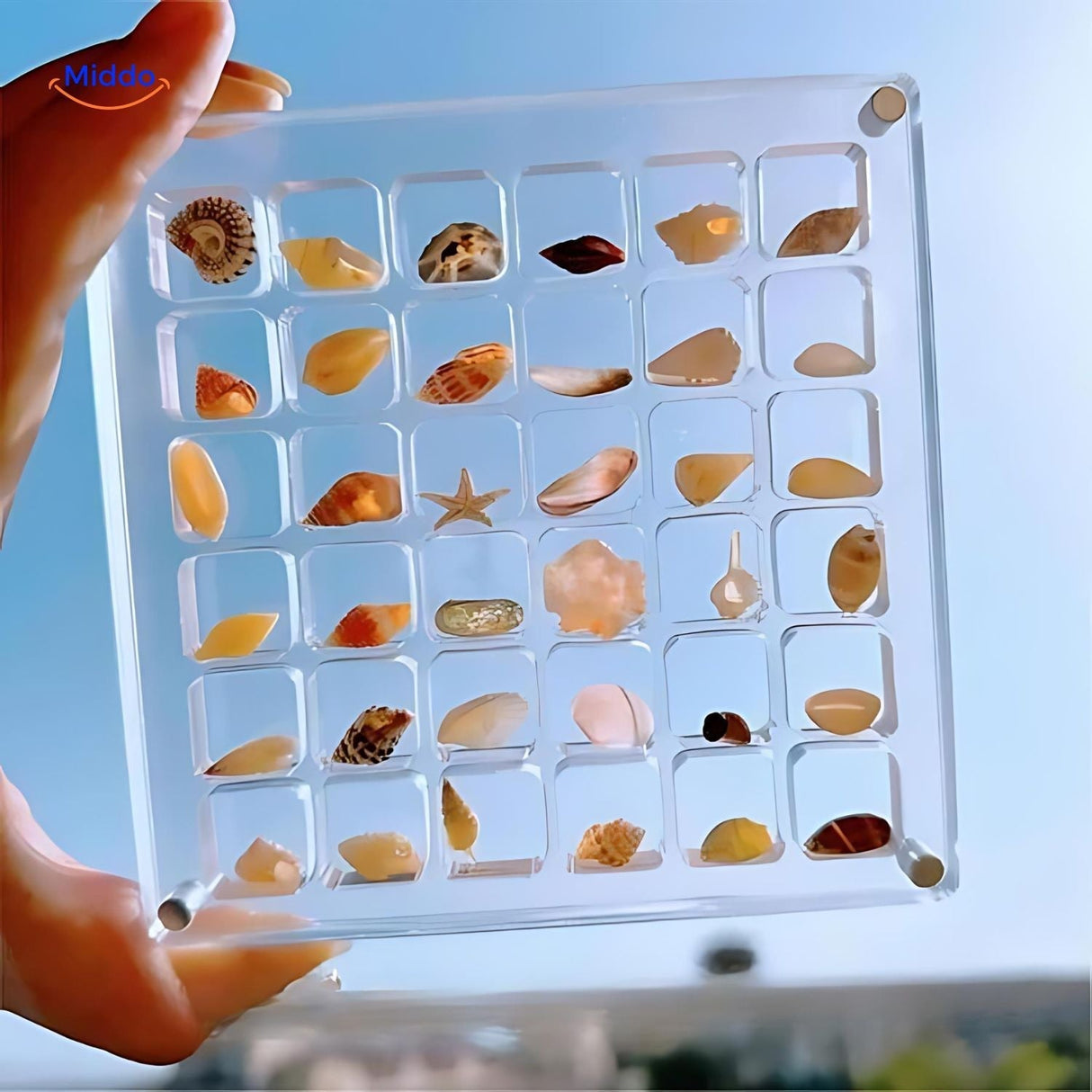 Displaycase: den ultimata displaylösningen för snäckor och annat MILA Sverige