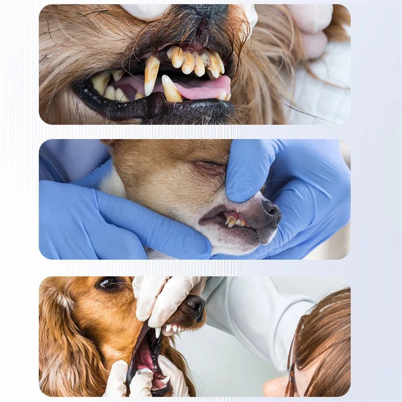 PureSpark – Komplett munhygienset för hundar med justerbar intensitet Carvallo