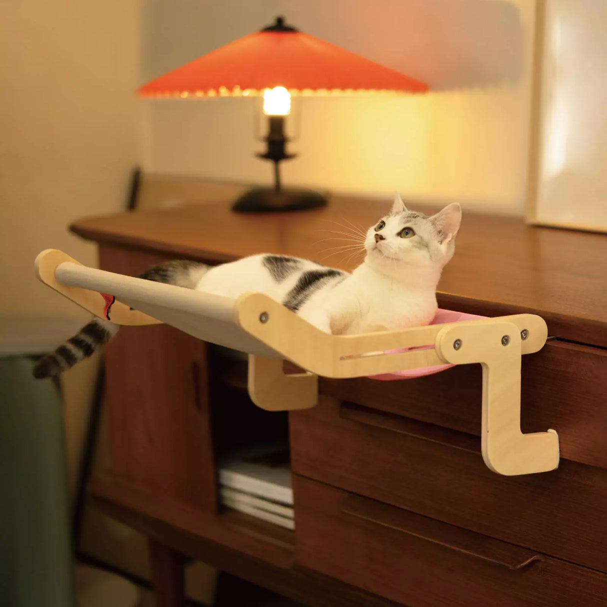 Cloud Cat Oasis Carvallo