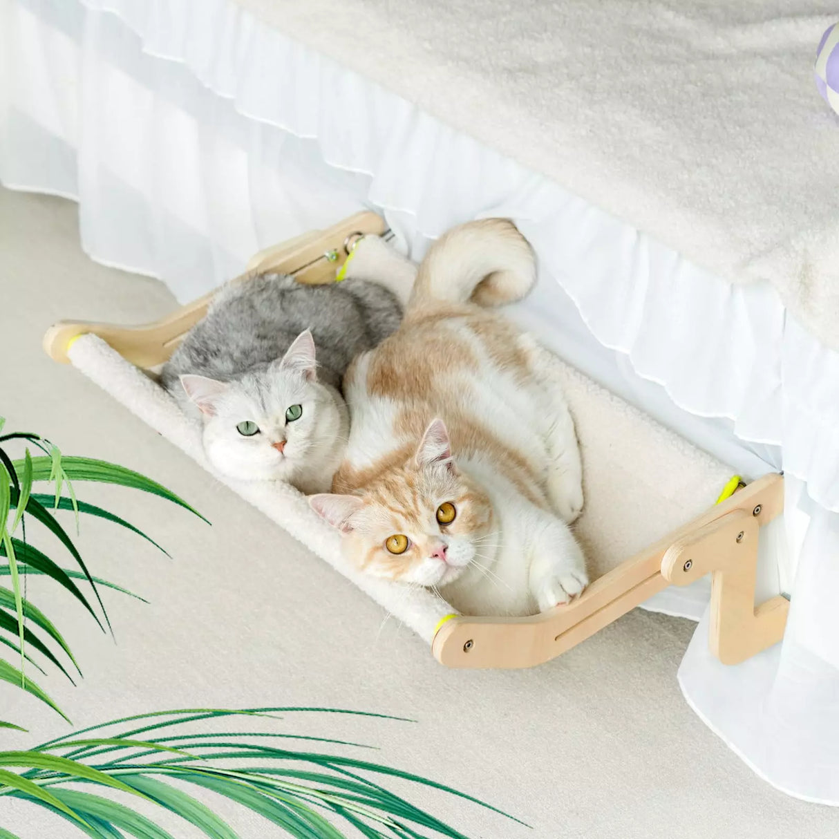 Cloud Cat Oasis Carvallo