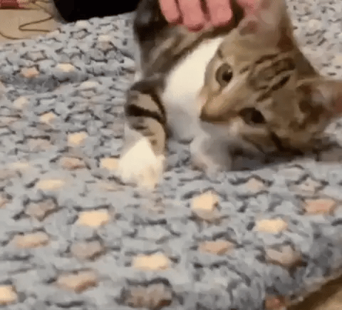 Petfilt Mjuk Fleece Tvättbar Möbel Skydd Carvallo